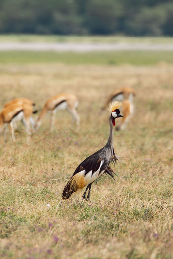 Bird on field