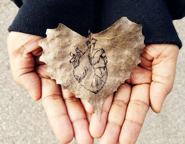 Cropped hands of person holding leaf with human heart sketch on it