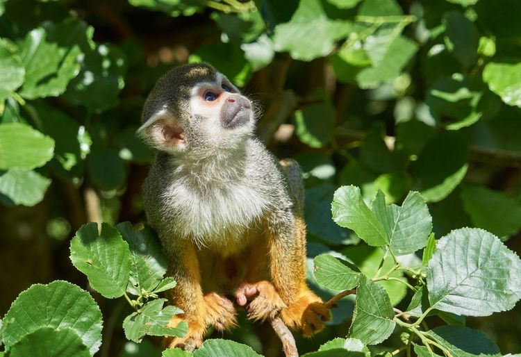 Close-up of squirrel monkey infant on tree