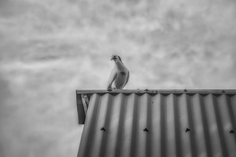 Low angle view of bird perching on roof