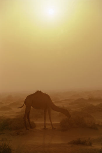 Silhouette of camel on desert during sunset