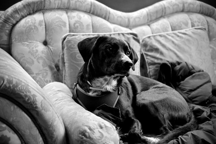 Dog relaxing on bed at home