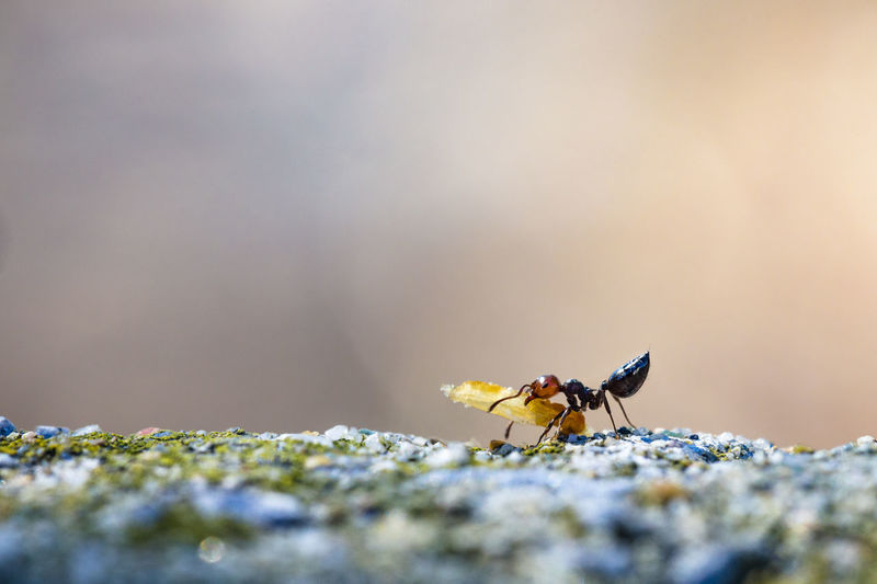 Close-up of ant carrying food on rock