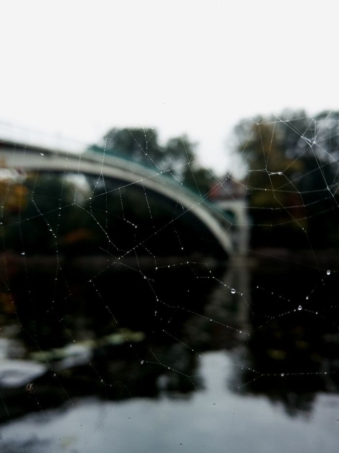 CLOSE-UP OF SPIDER WEB AGAINST BLURRED BACKGROUND