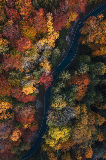 High angle view of autumn leaves on road