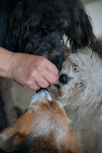 Close-up of hand feeding three dogs