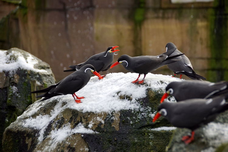 Birds perching on snow