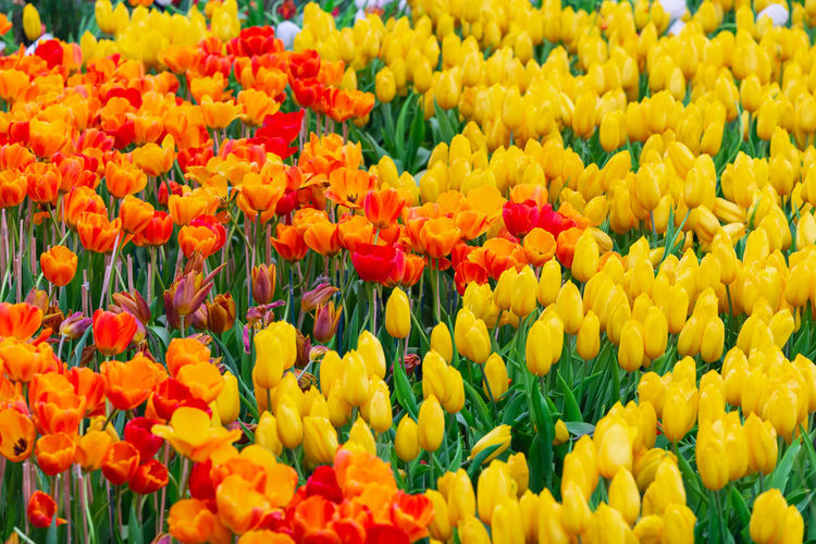 Close-up of yellow tulips