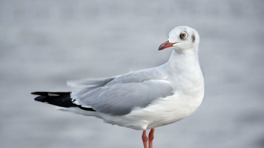 Close-up of seagull perching