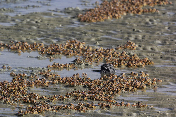 View of birds on beach
