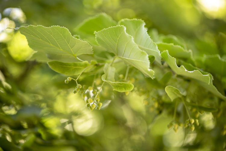 Close up of blooming linden branches during spring time.
