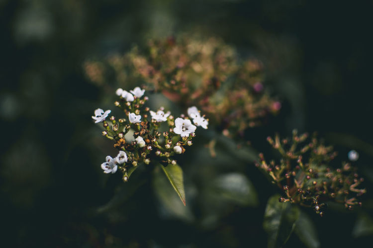 Inflorescence of unopened flowers of viburnum tinus