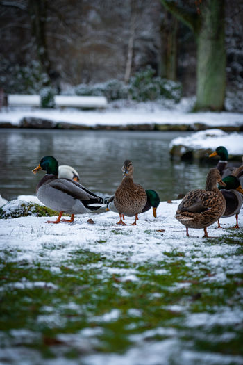 Ducks in a winter