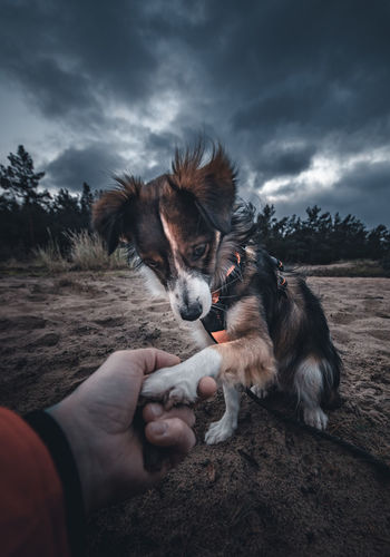 Man holding dog against sky