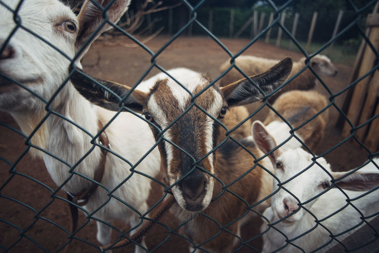 Close-up of sheep in cage