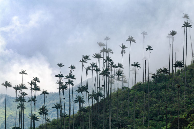 Low angle view of palm trees by mountain against sky