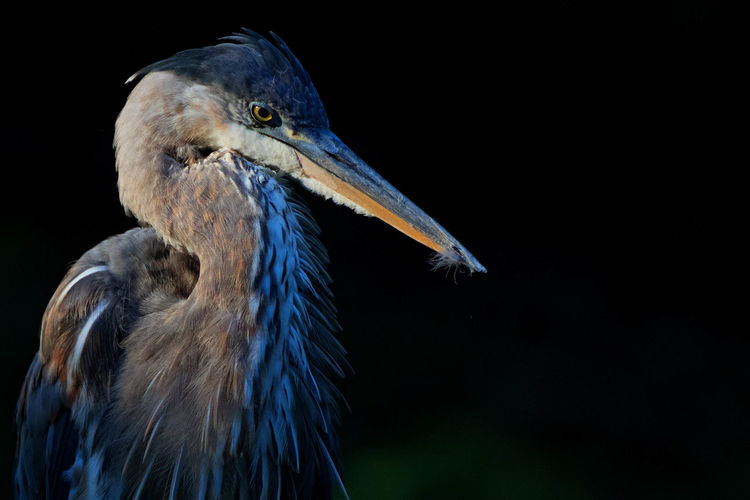 Close-up of blue heron