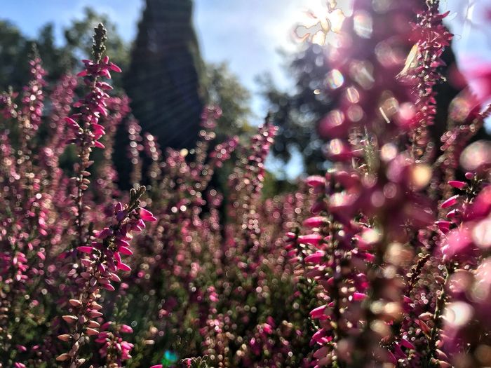 Low angle view of pink flowering plants