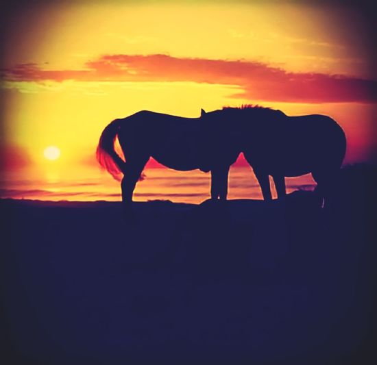Silhouette of horse on field against sunset sky