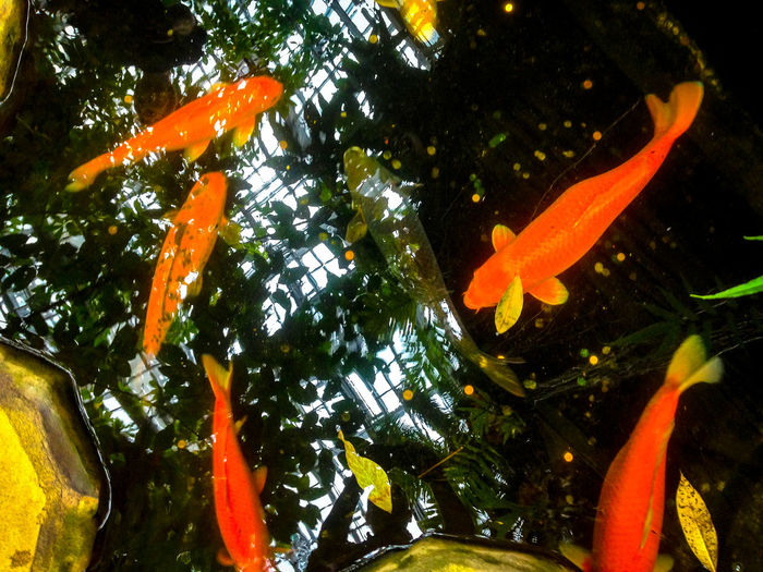 Close-up of koi carps swimming in water