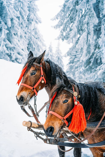 Horses in snow covered forest during winter