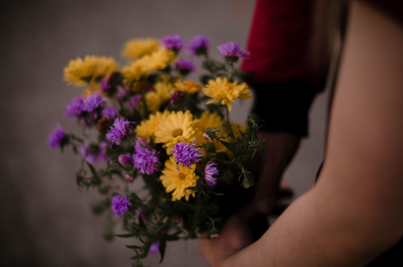 Close-up of hand holding purple flowering plant