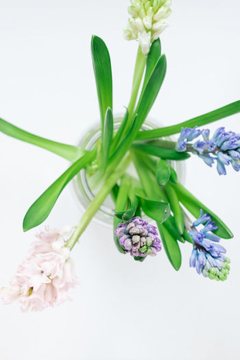 Close-up of hyacinth flower on white background
