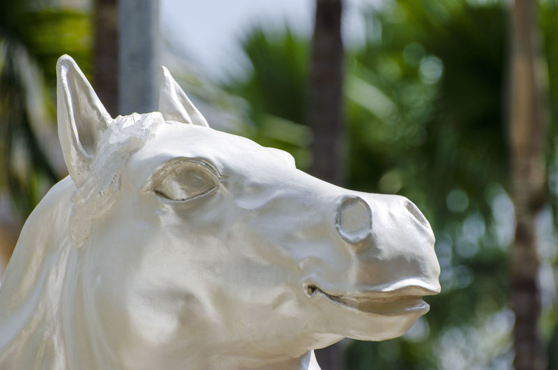 Close-up of white horse statue