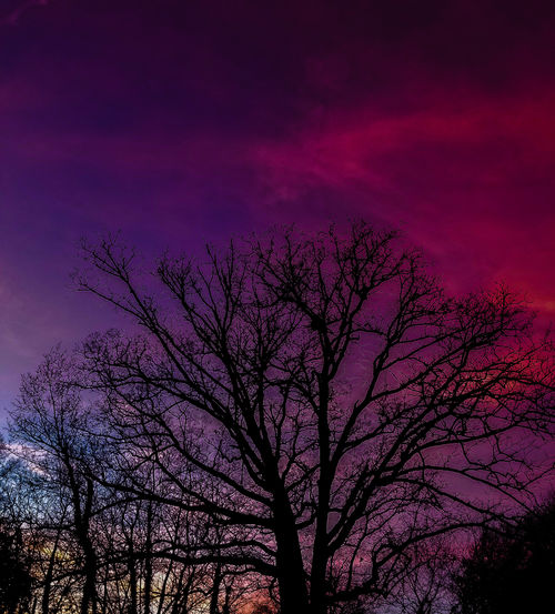 Low angle view of silhouette bare tree against romantic sky