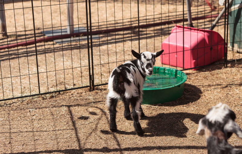Close-up of goat standing by container in pen