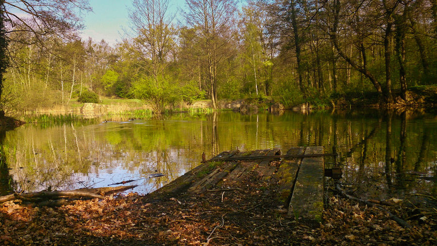 Reflection of trees in lake