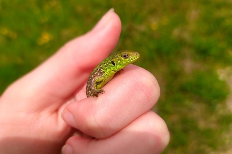 Cropped hand holding lizard