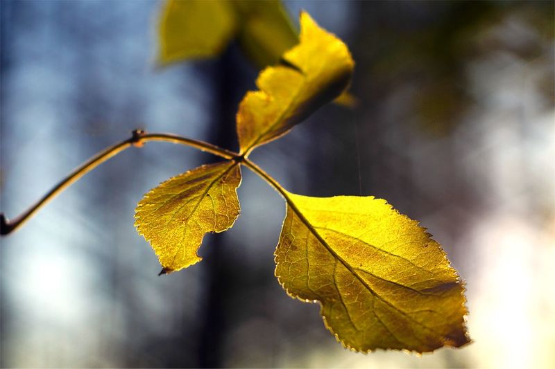 Close-up of yellow maple leaves