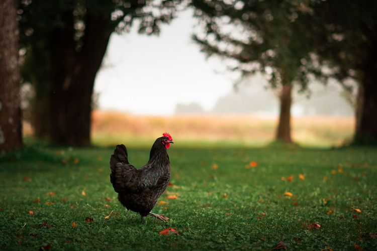 Black australorp chicken walking in the green grass in the yard