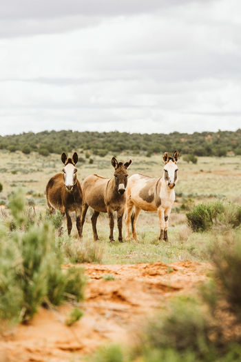 Three wild burros stare at camera on blm land of utah