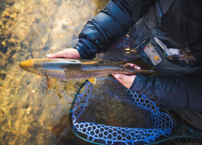 A man catches a large brown trout on a river in maine