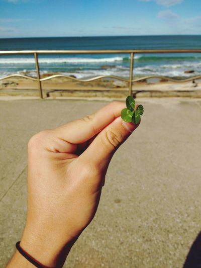 Cropped hand of woman holding plant at beach against sky