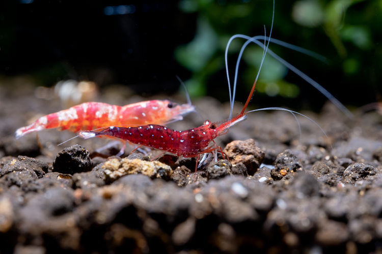 Close-up of shrimp in water
