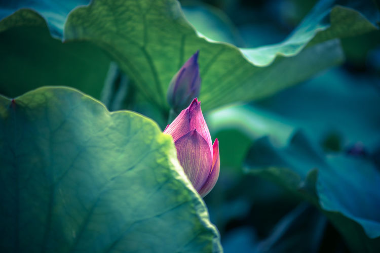 High angle view of lotus bud in pond