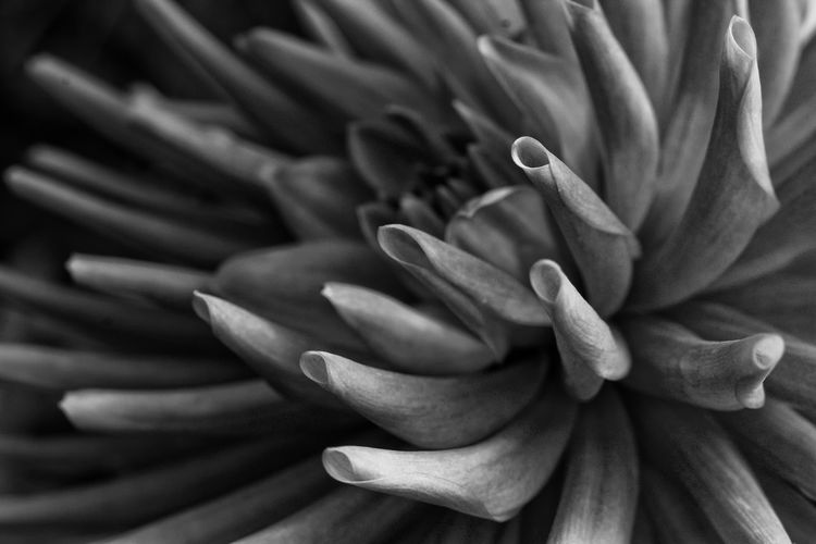 Close-up of dahlia flower