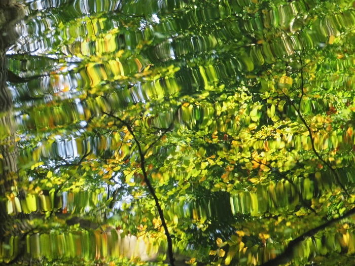 Full frame shot of plants with reflection in water