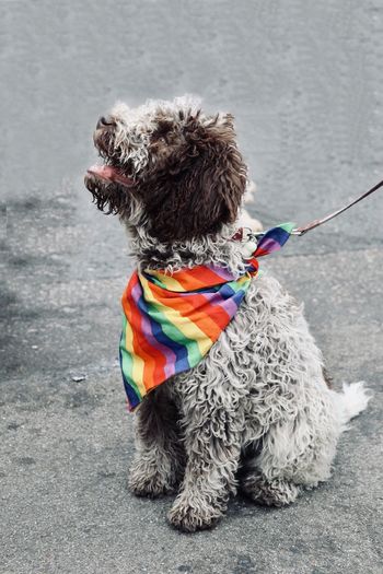 Dog celebrating london lgbt pride