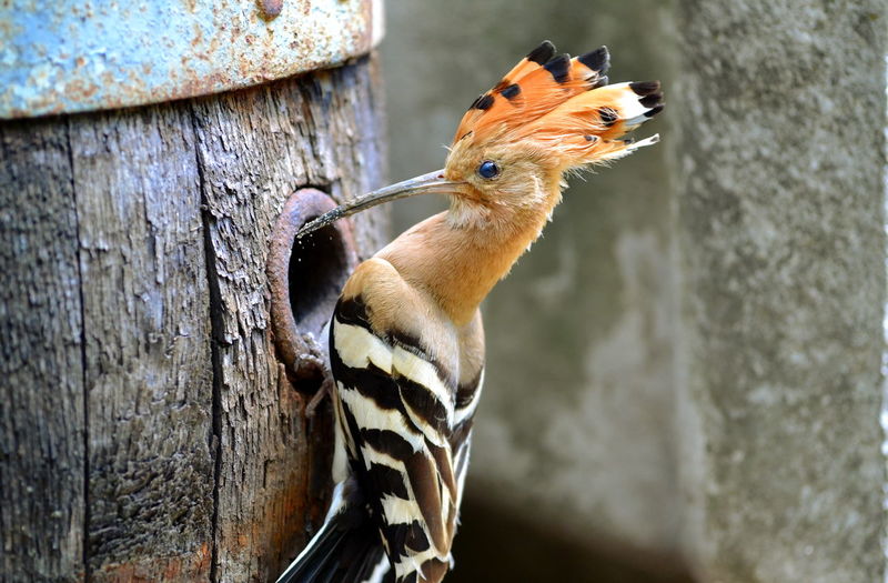 Close-up of hoopoe perching on wooden barrel
