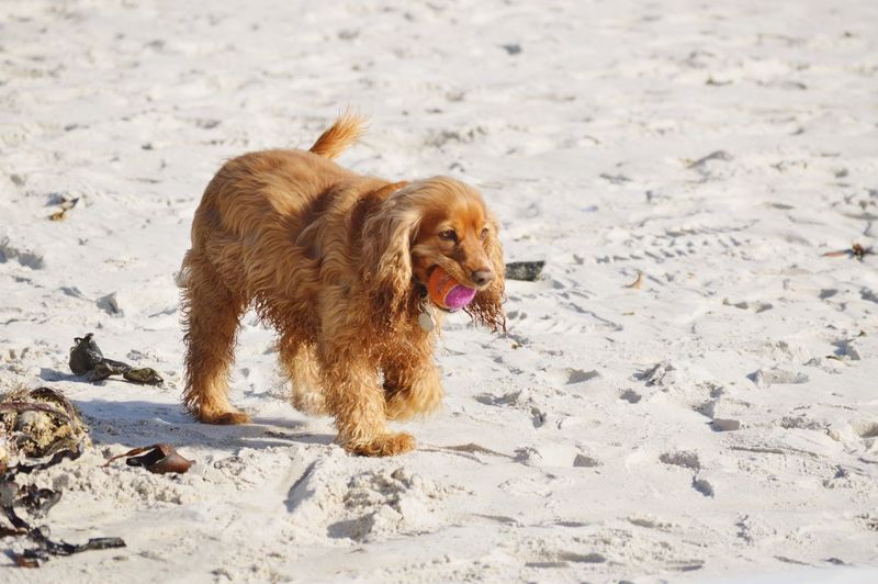 Dog playing on the beach