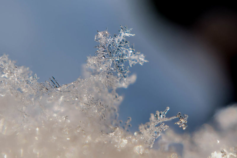 Close-up of snowflake