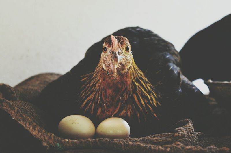Close-up portrait of hen with eggs resting on sack