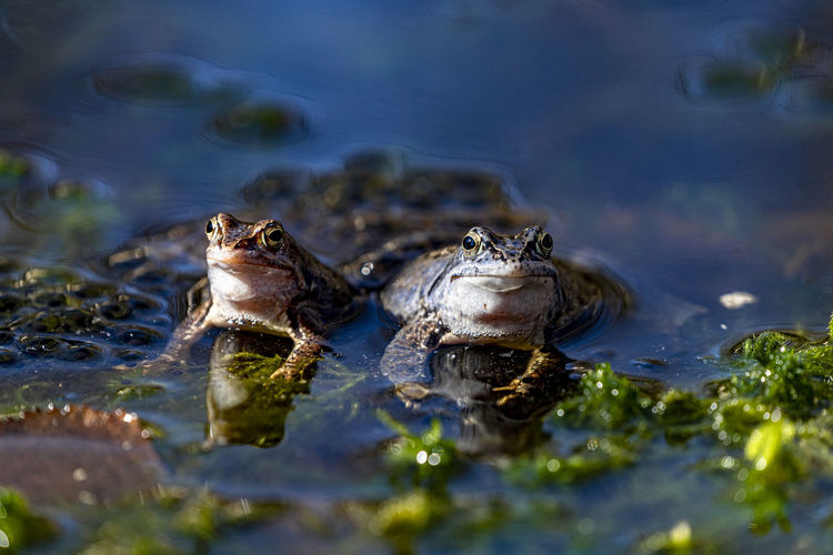 Close-up of frogs in water