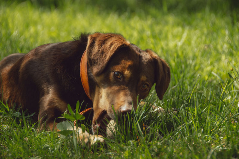 Portrait of dog on grass