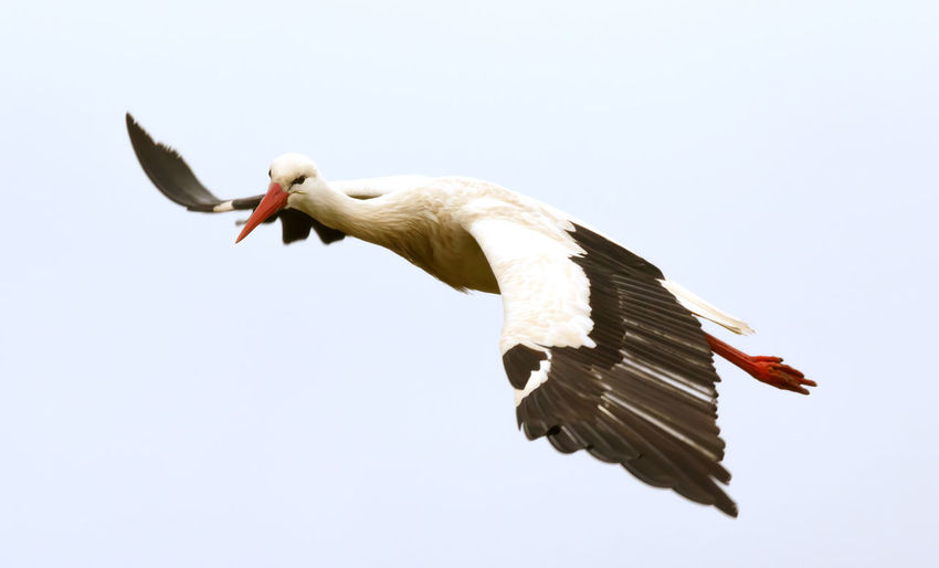 Low angle view of bird flying