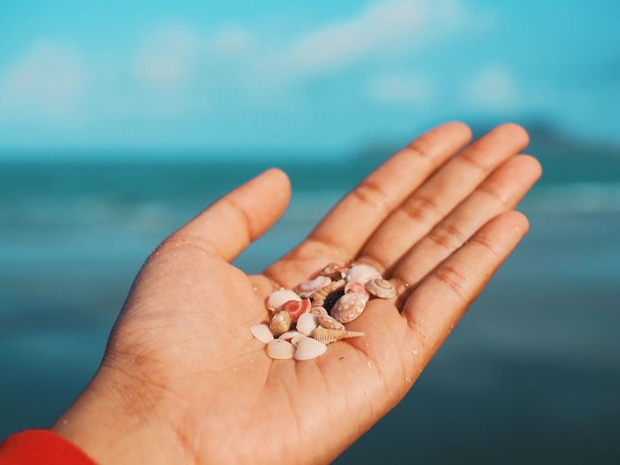 Close-up of hand holding seashells